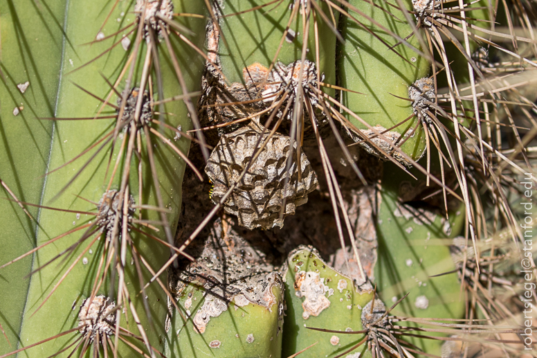 arizona garden